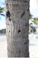 tree palm bark 0004